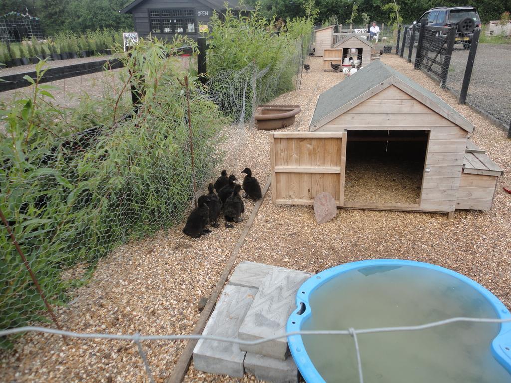 Willow Court Farm Studio East & Petting Farm, 8 Mins To Legoland & Windsor, 15 Mins To Lapland Uk Bagian luar foto