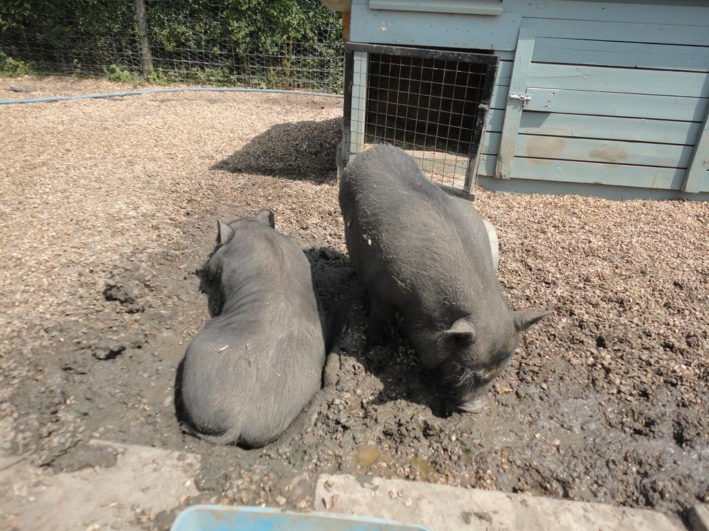 Willow Court Farm Studio East & Petting Farm, 8 Mins To Legoland & Windsor, 15 Mins To Lapland Uk Bagian luar foto