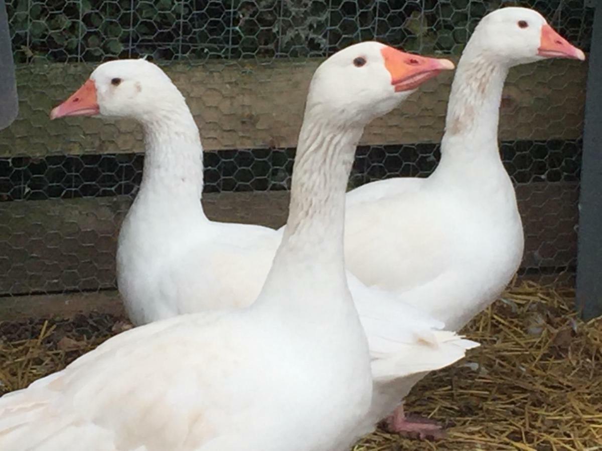 Willow Court Farm Studio East & Petting Farm, 8 Mins To Legoland & Windsor, 15 Mins To Lapland Uk Bagian luar foto