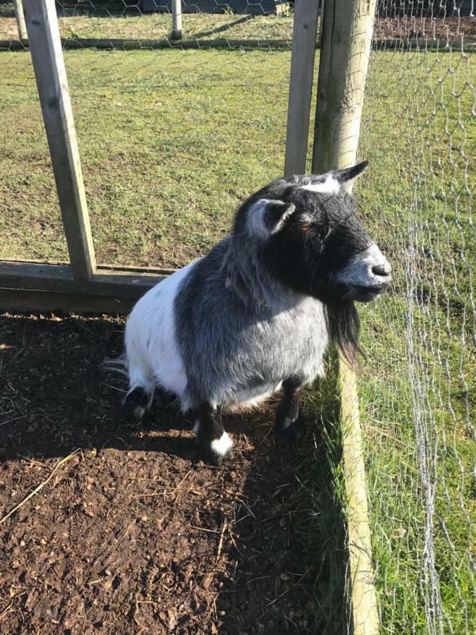 Willow Court Farm Studio East & Petting Farm, 8 Mins To Legoland & Windsor, 15 Mins To Lapland Uk Bagian luar foto