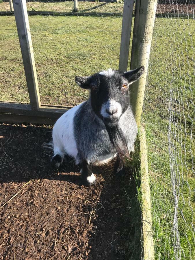 Willow Court Farm Studio East & Petting Farm, 8 Mins To Legoland & Windsor, 15 Mins To Lapland Uk Bagian luar foto